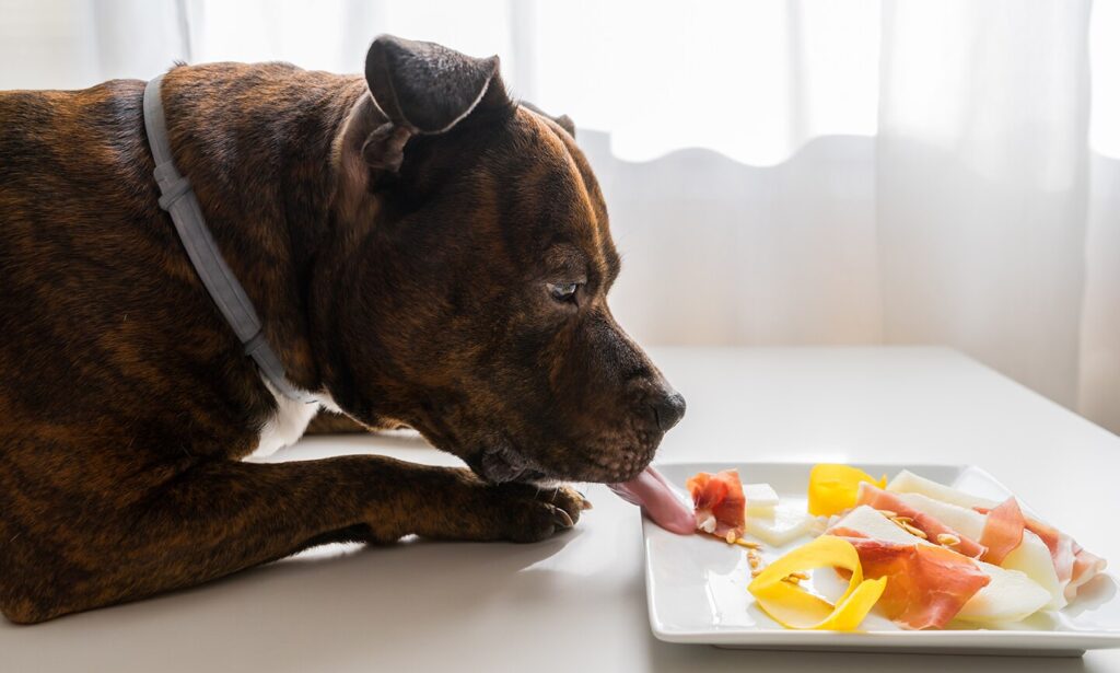 can dogs eat pork: dog staring at a plate of prosciutto