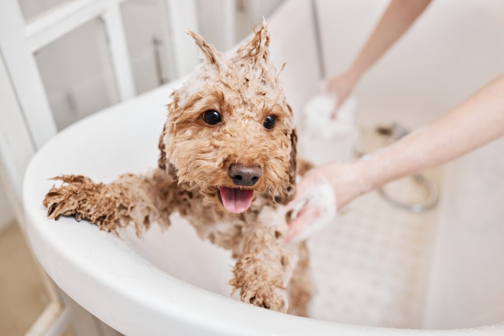Photo showing how to bathe a dog, with a dog being washed with shampoo.