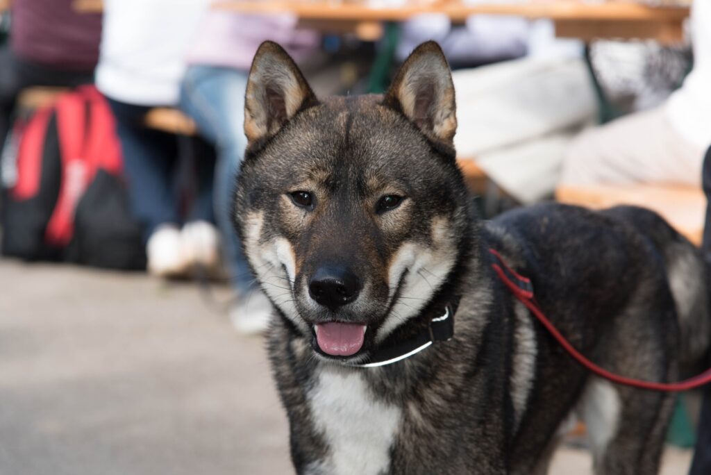 Close-up of a Shikoku smiling on a red leash.