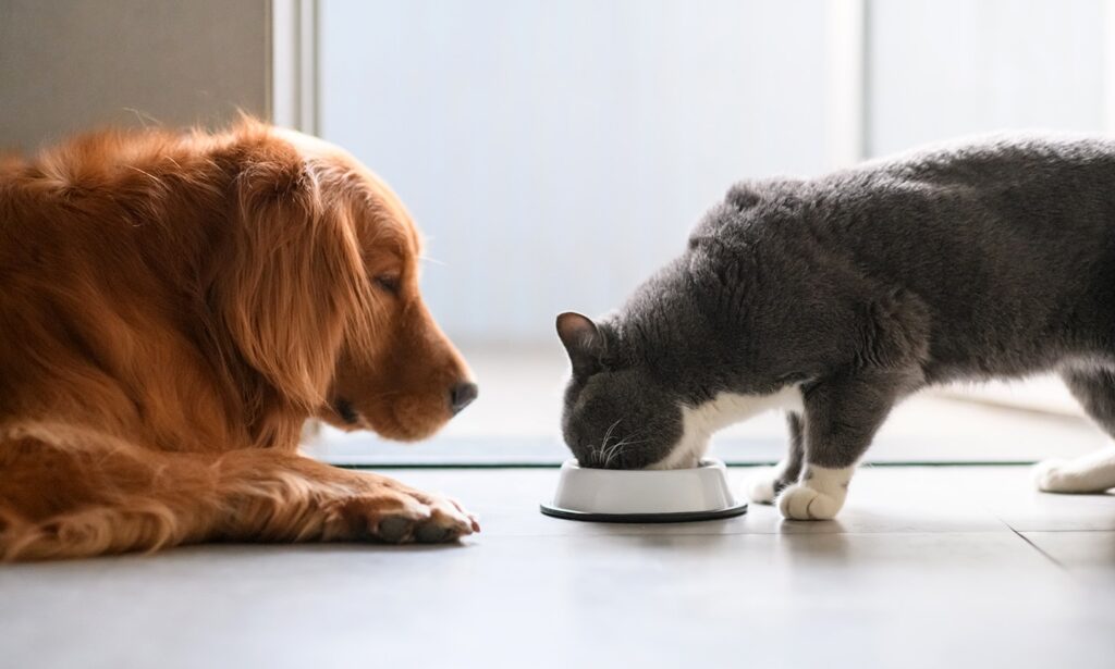 can dogs eat cat food: dog watching a cat eat food