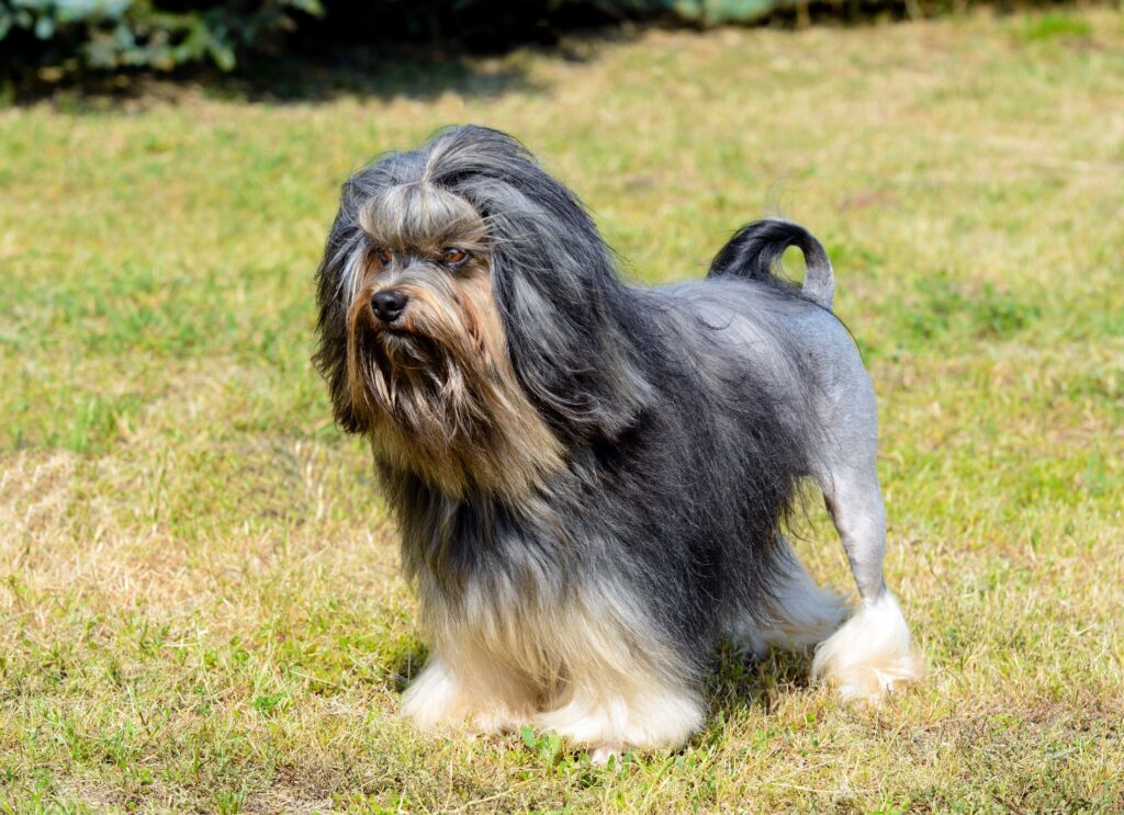 black and tan lowchen dog with a lion haircut standing in grass.