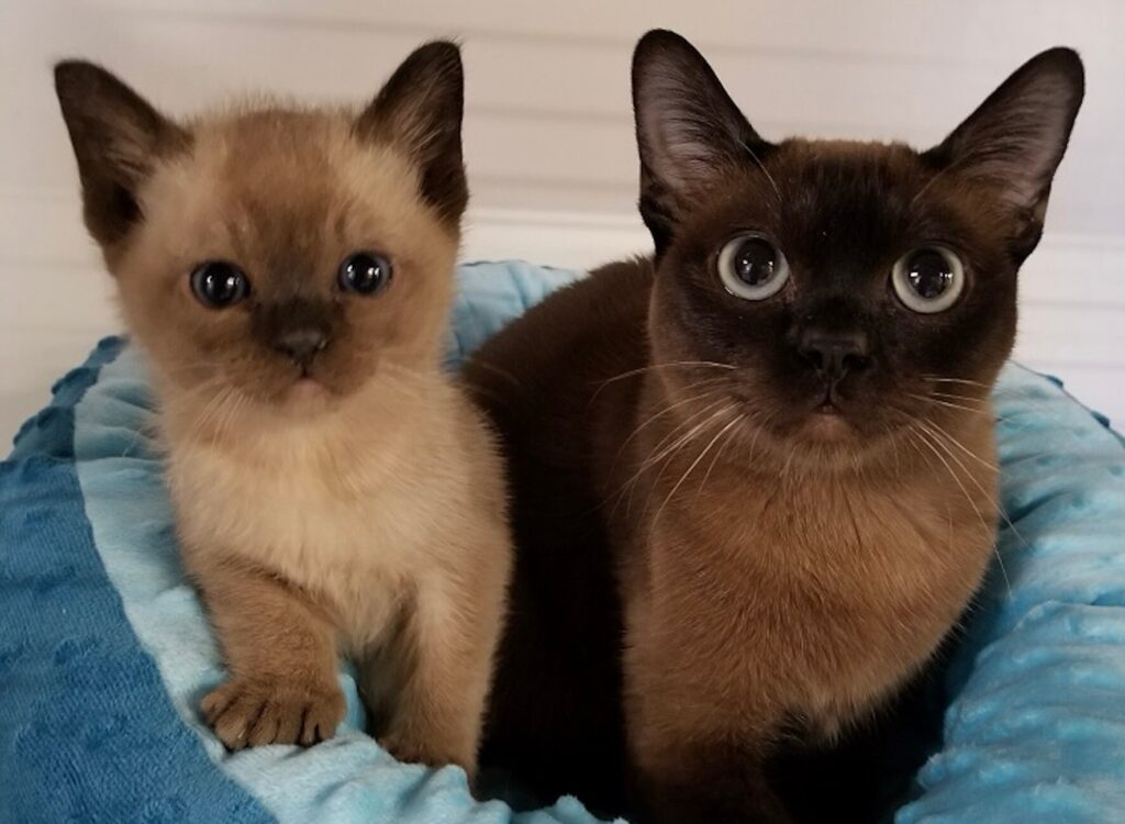 a brown tonkinese sitting next to a tonkinese kitten.