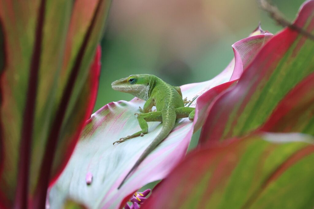 Green anole lizard sitting on a leaf