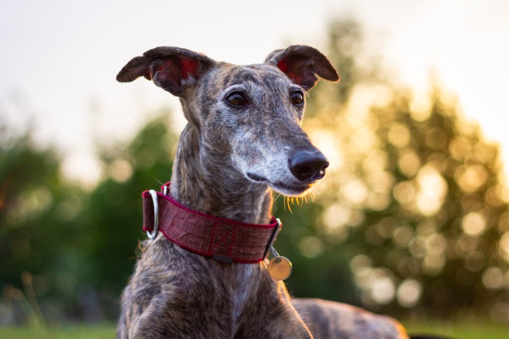Stroke in dogs; a senior Greyhound with the sunset behind him.