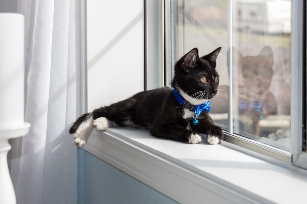 a lonely cat lying on a windowsill and looking out the window