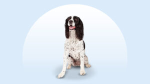 English Springer Spaniel