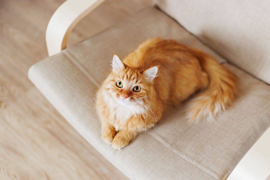 fluffy orange cat lying in a beige chair and looking up at their pet parent, as if he has just brought them a gift