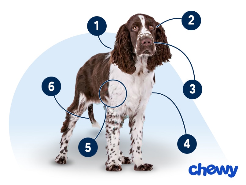 Photo of a English Springer Spaniel
