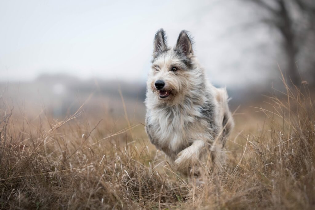 gray and fawn berger picard dog running through a field of dead grass on an overcast day