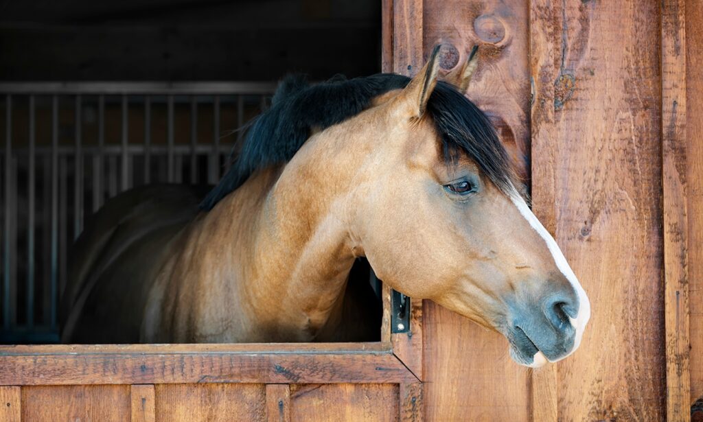 doxycycline for horses: horse in stable