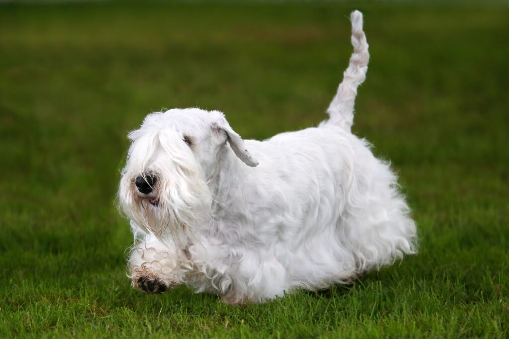 sealyham terrier running through green grass