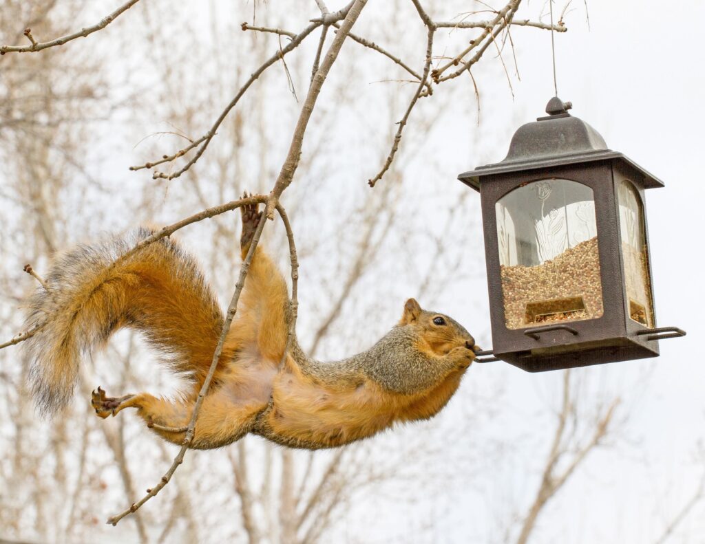 squirrel in a tree stealing bird seed from a feeder