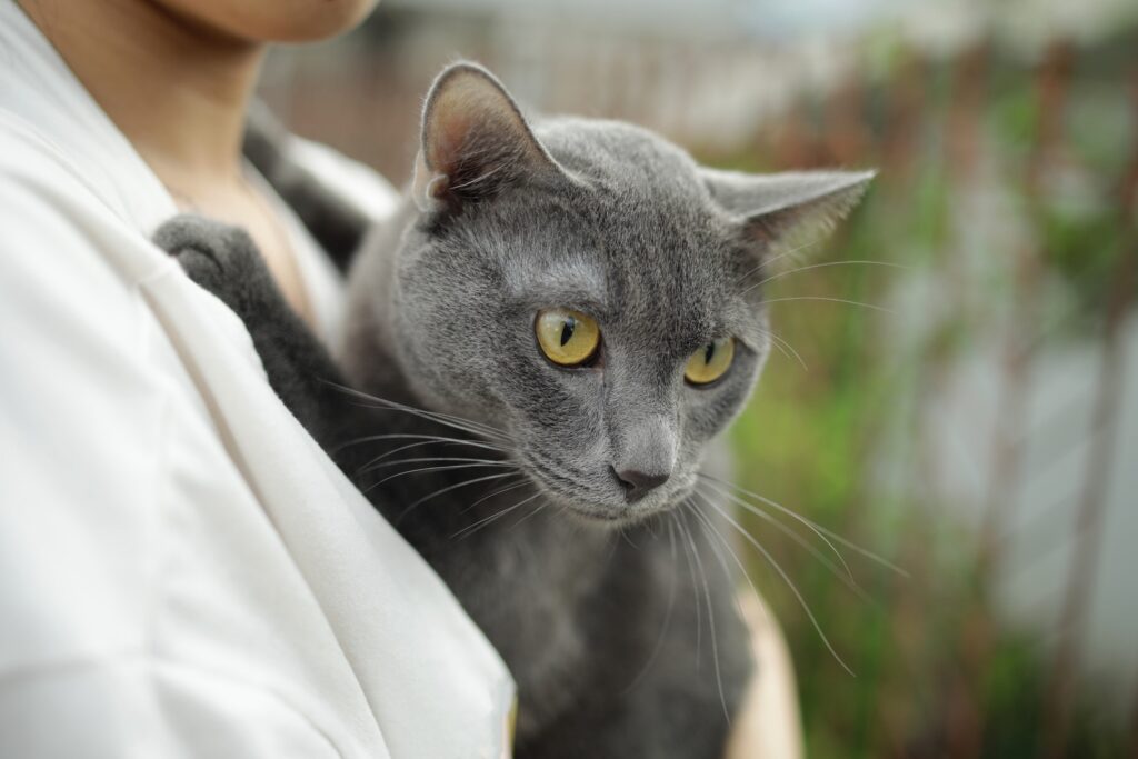 woman holding a gray korat cat, who is looking at the ground