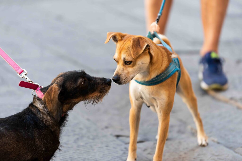 two dogs on a leash sniffing each other