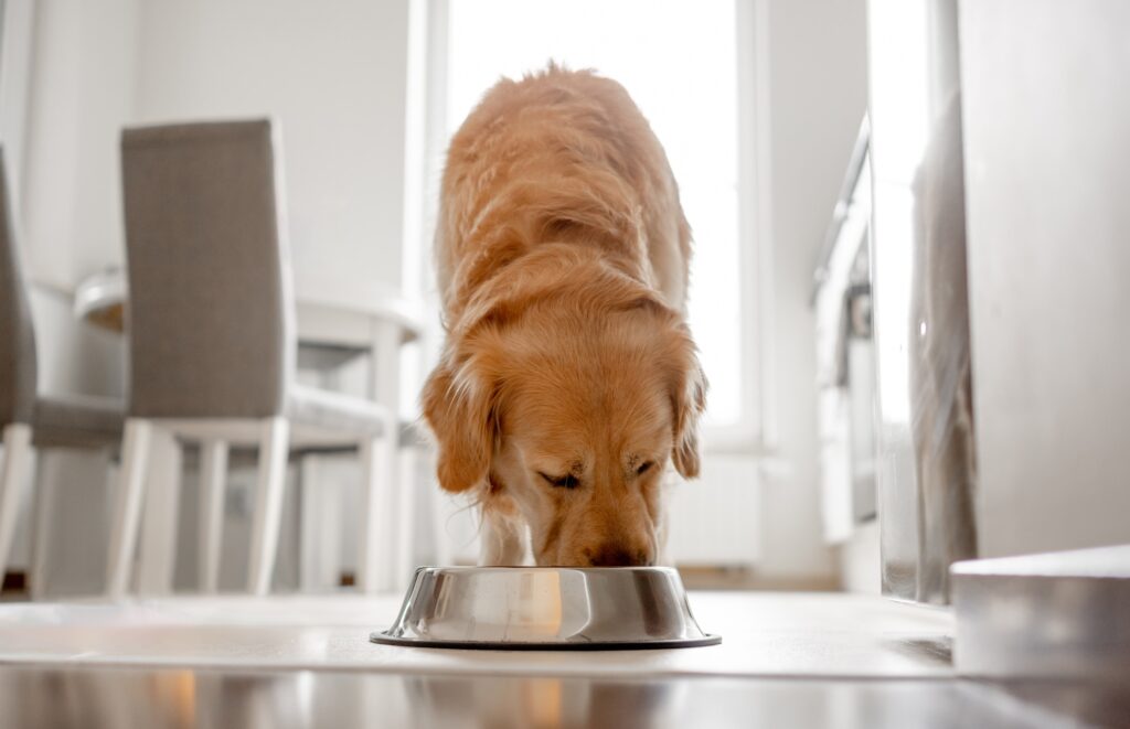 A dog eats their food.