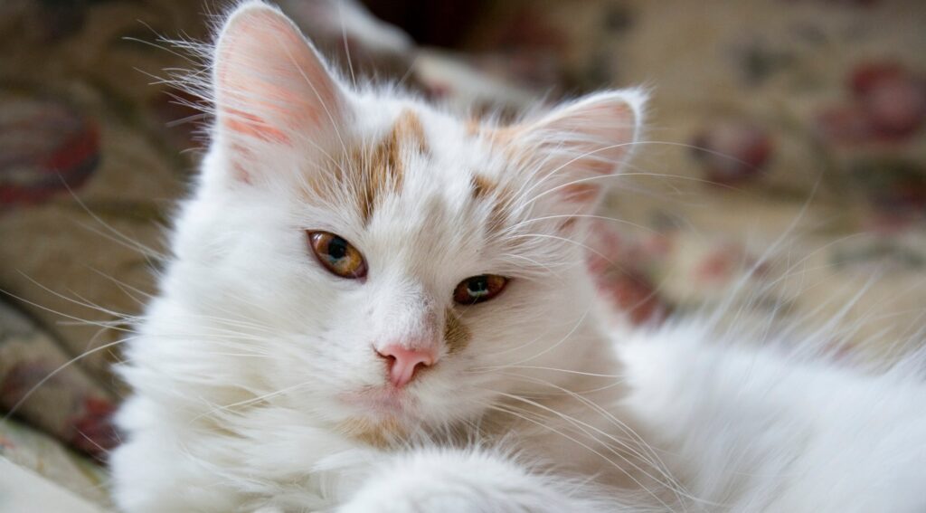 white turkish van close-up with orange markings and amber eyes