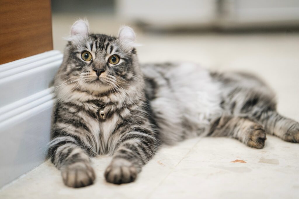 silver tabby American curl cat lying next to a baseboard