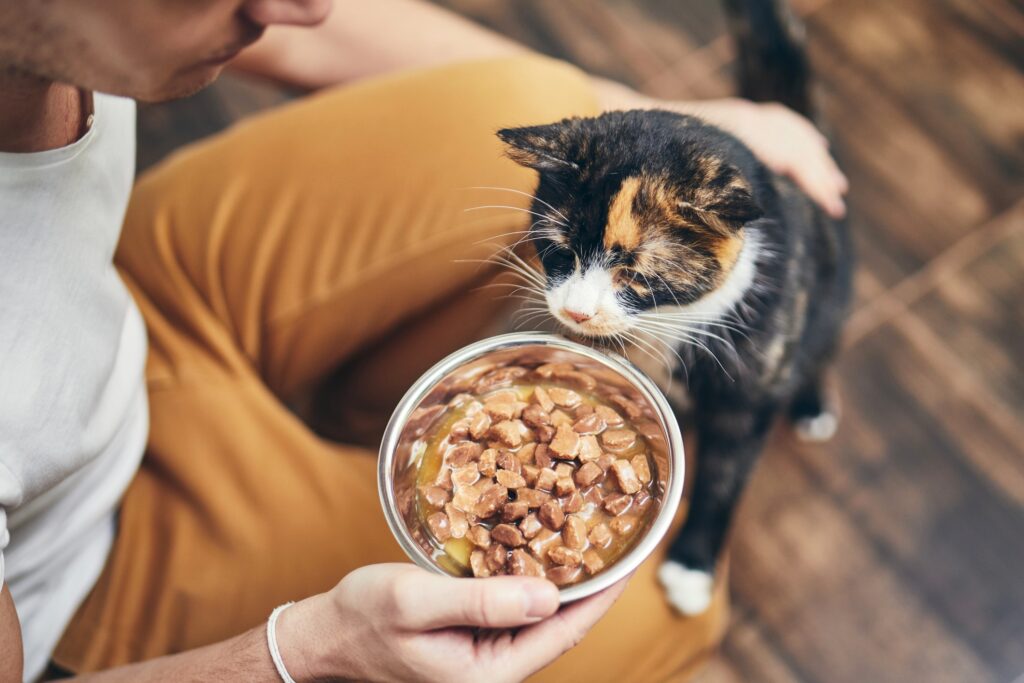 A pet parent feeds their cat.