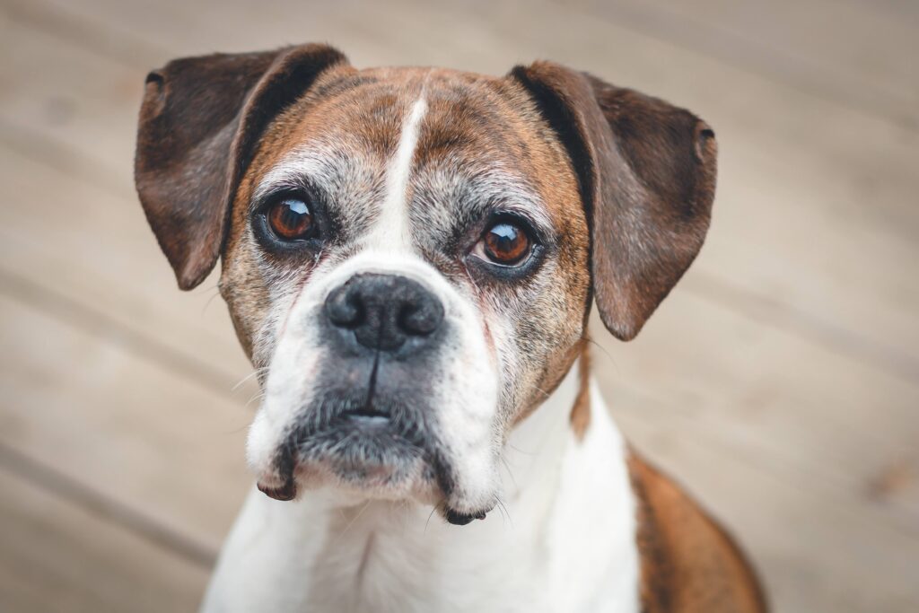 brown and white senior dog looking at the camera