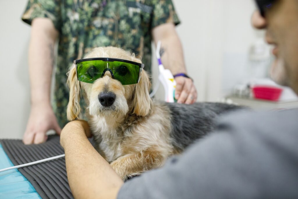 A dog gets laser therapy at the vet.