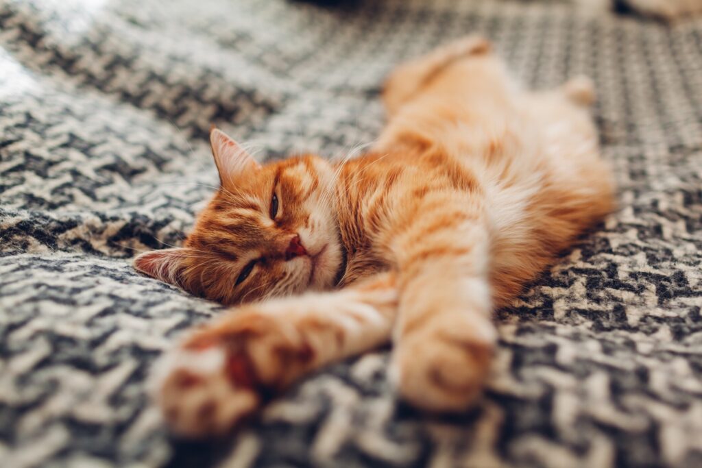 orange tabby cat stretched out on a blanket