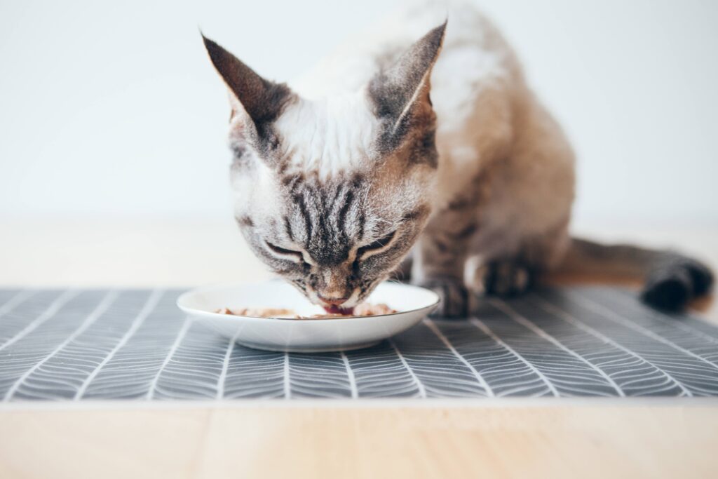 siamese cat mix eating tuna from a small white plate