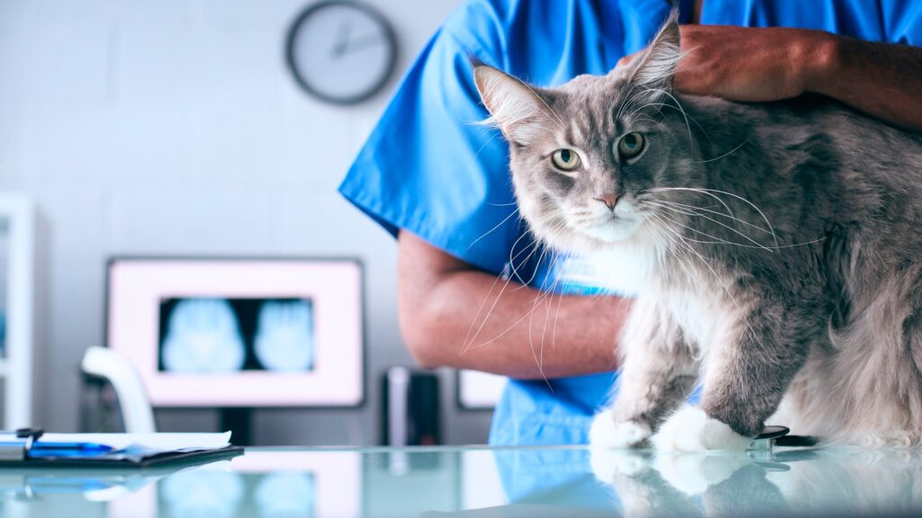A cat is examined by a veterinarian.