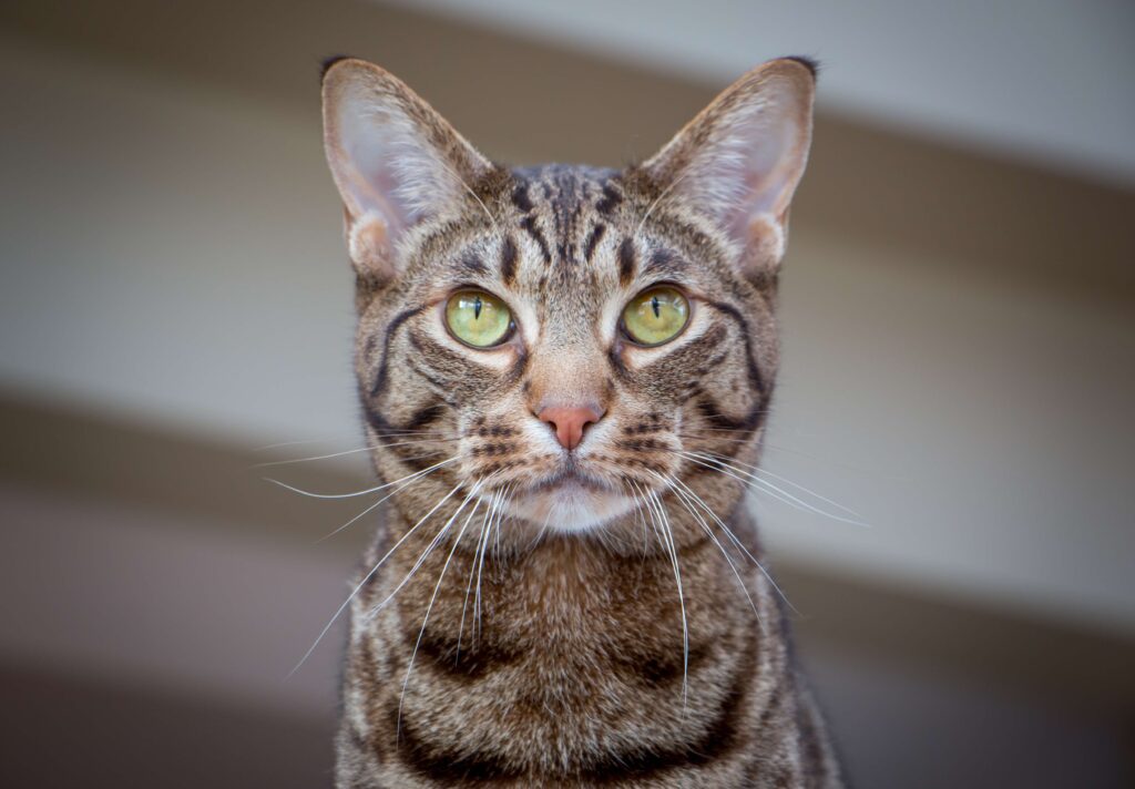close-up of a brown ocicat's face