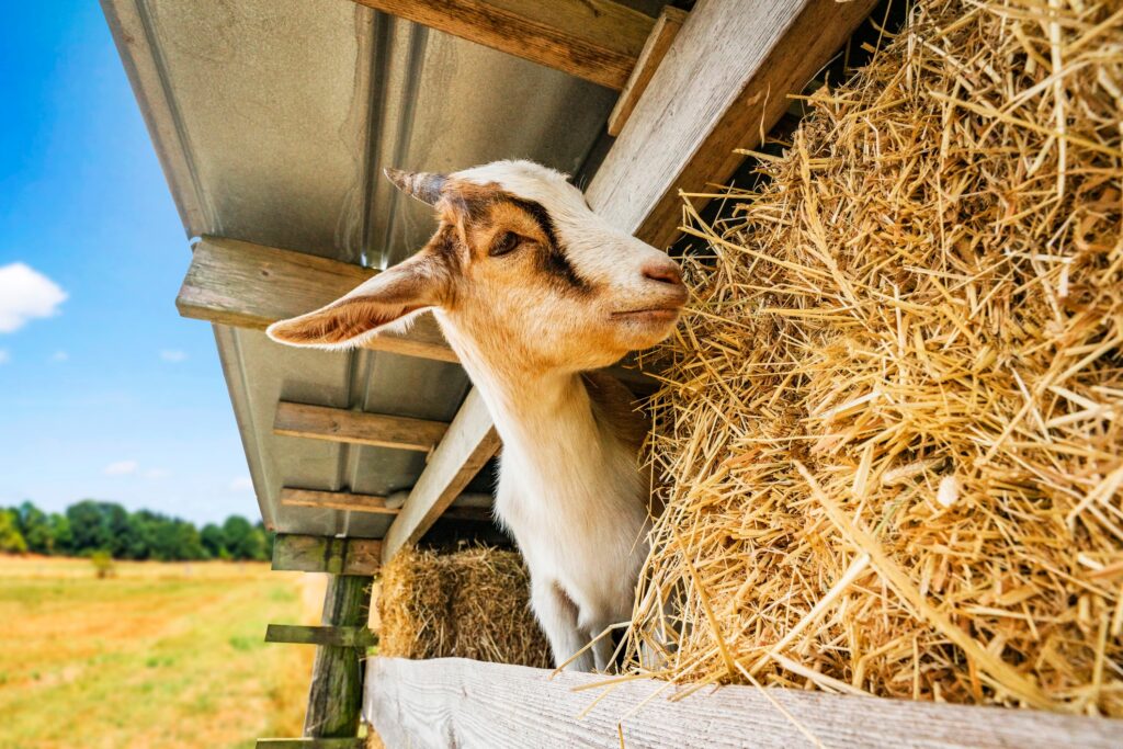 goat eating hay
