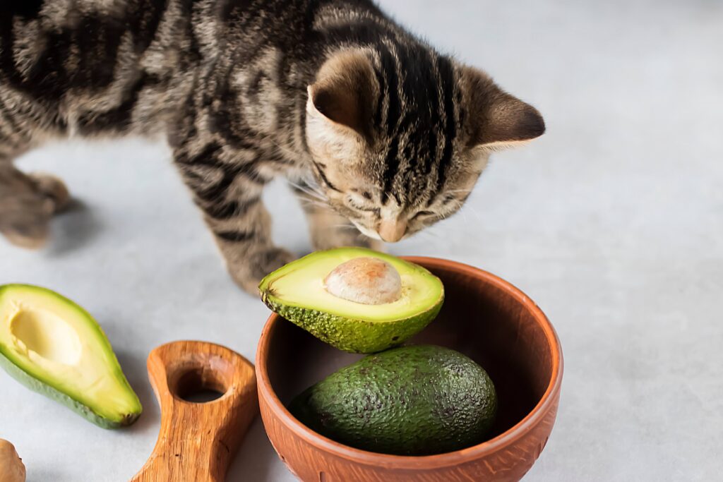tabby cat looking down at a bowl of avocado