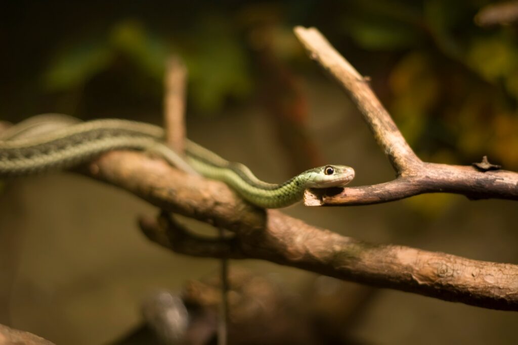 Garter snake