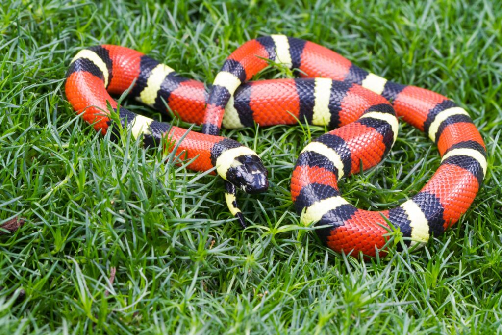 Milk snake
