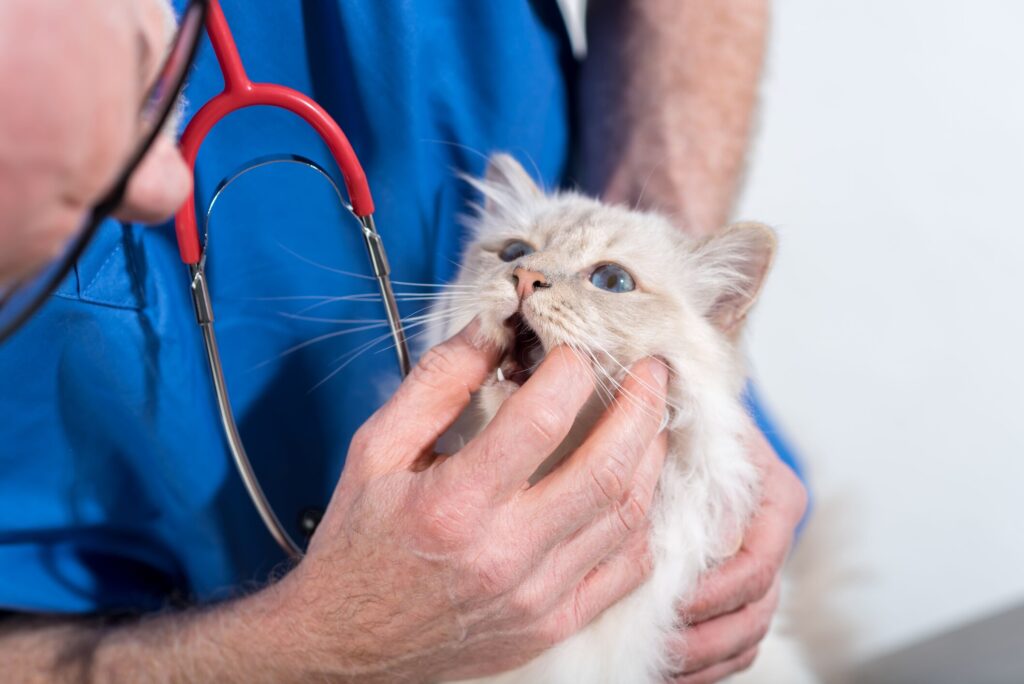 A cat's mouth is examined by their vet.