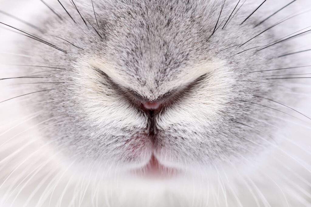 rabbit nose close up