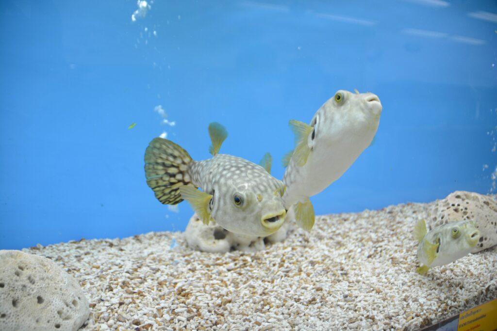 baby box puffer fish Spiny Puffer: Saltwater Aquarium for Marine Aquariums LiveAquaria The baby pufferfish is a