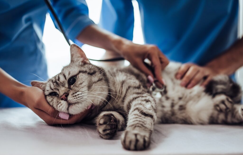 A cat lays down at the vet.