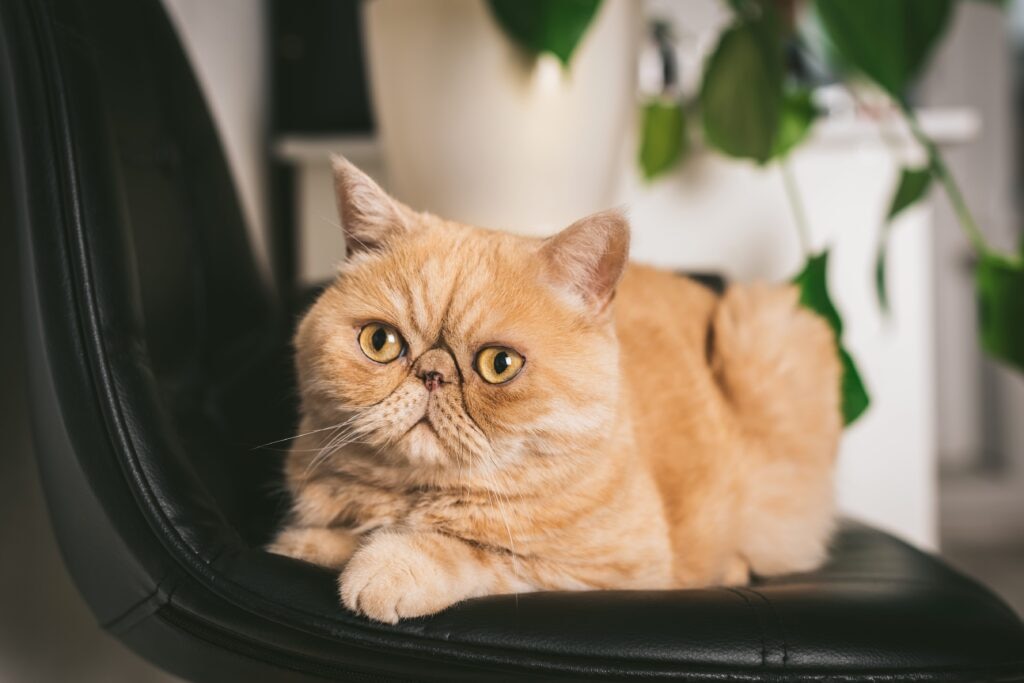 orange exotic shorthair cat sitting in an office chair