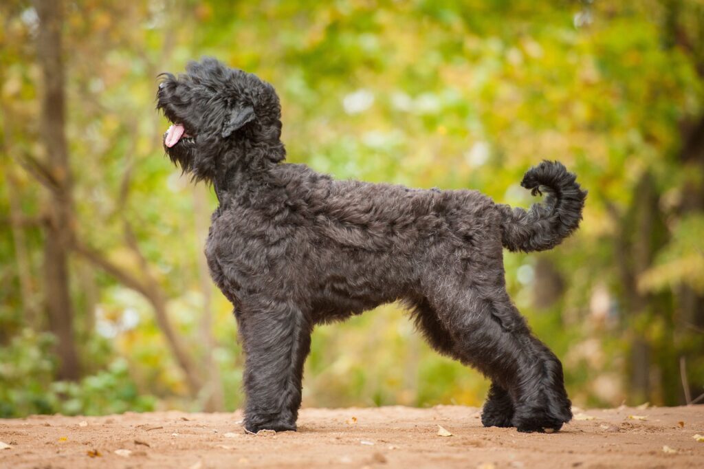 large black russian terrier profile standing outside