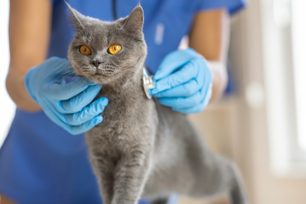 A cat gets a check-up at their vet.