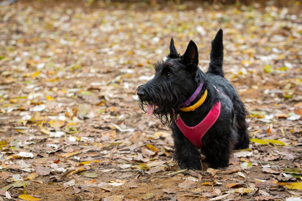 black scottish terrier standing among fallen leaves wearing a coat