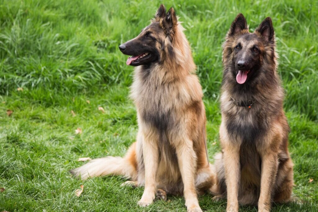 two belgian tervuren dogs sitting in grass