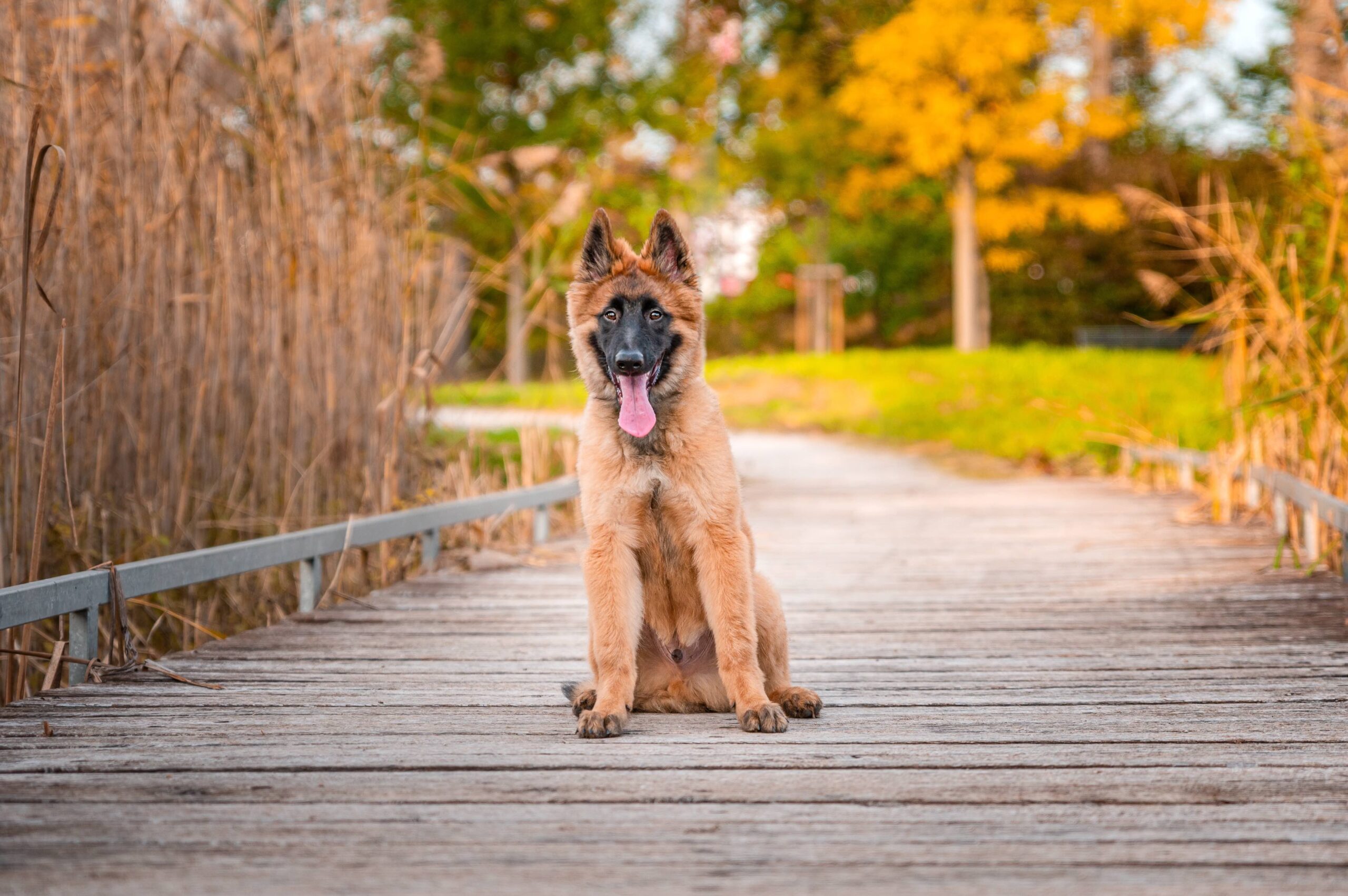 cachorro de Pastor Belga Tervuren sentado en un puente de madera