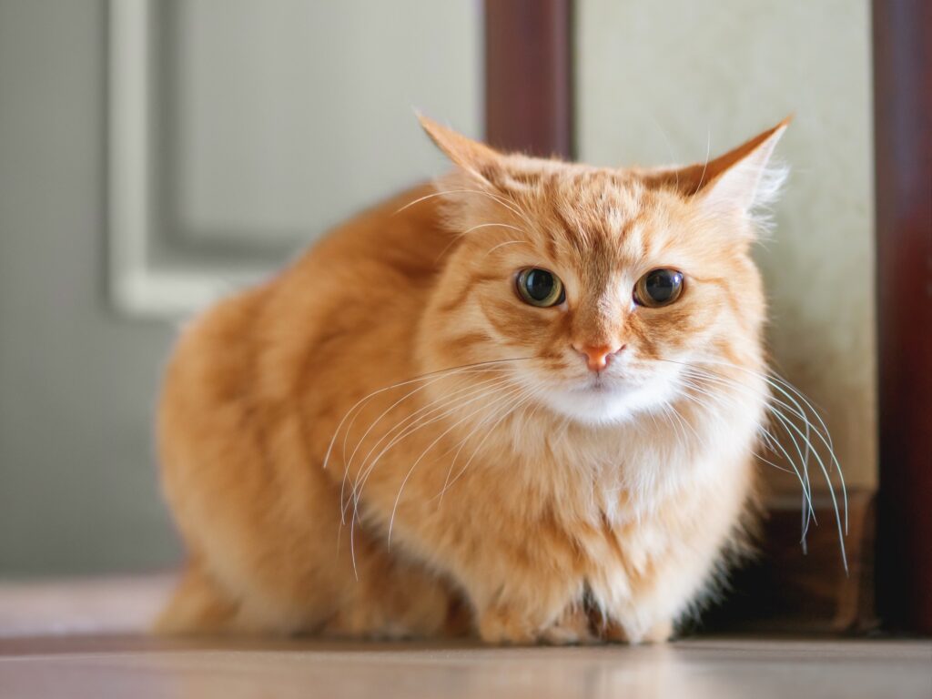 An orange cat sits on a hardwood floor.