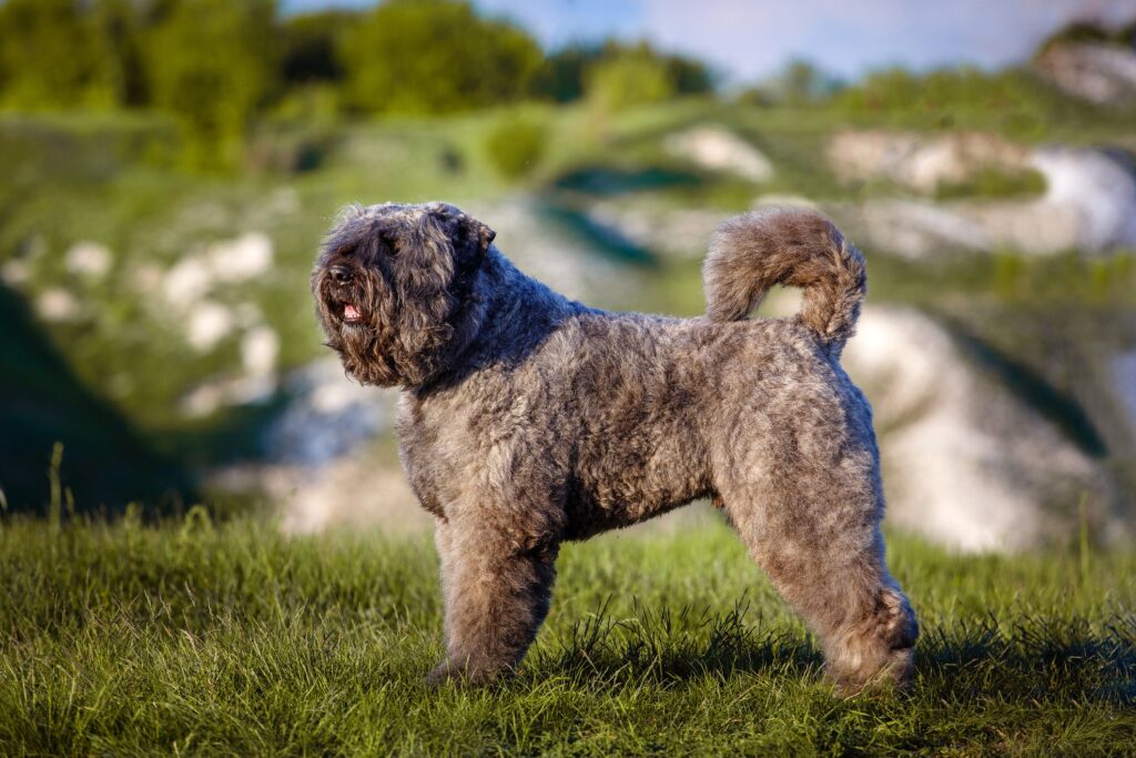 gray bouvier des flandres standing in a valley