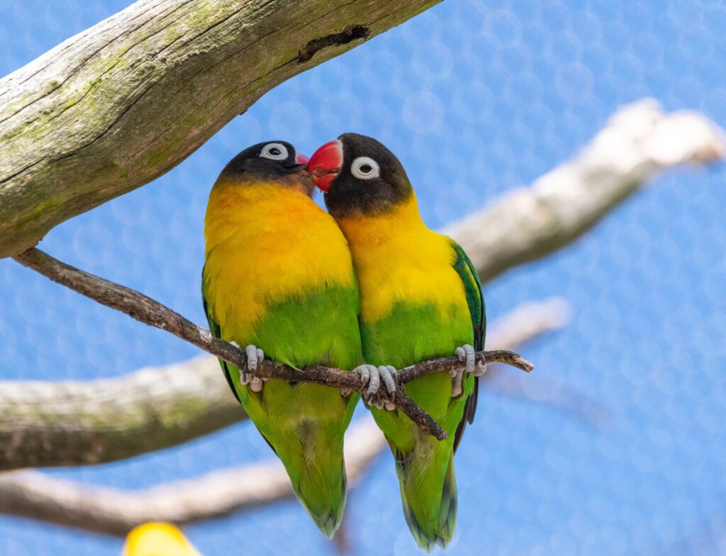 Two lovebird parrots