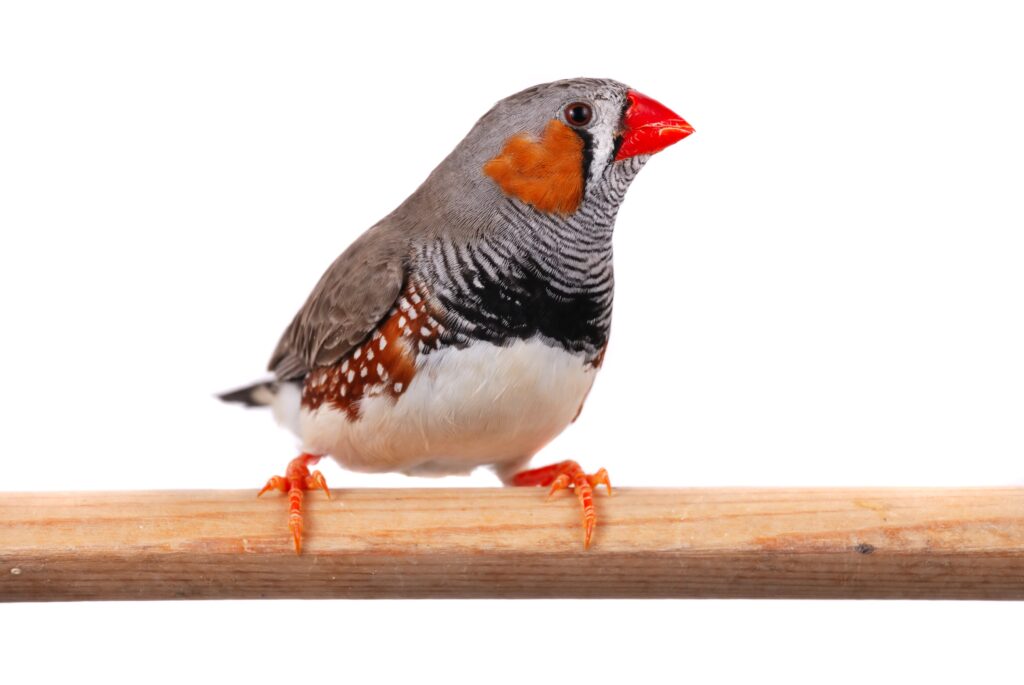 Zebra finch