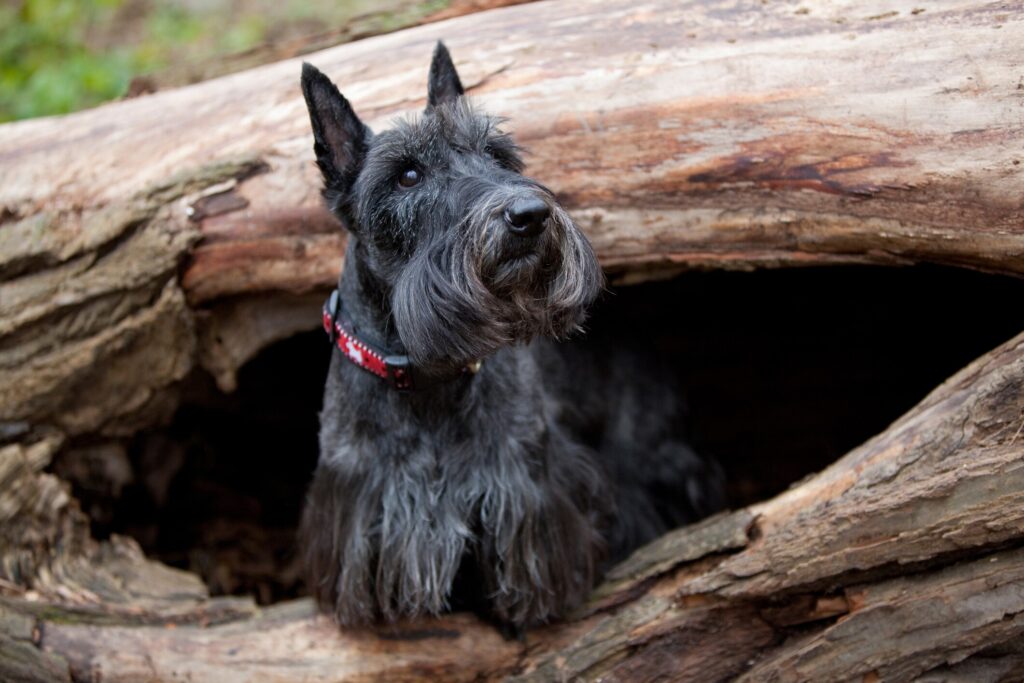 A Scottish Terrier looks out from sitting in a hollowed tree.