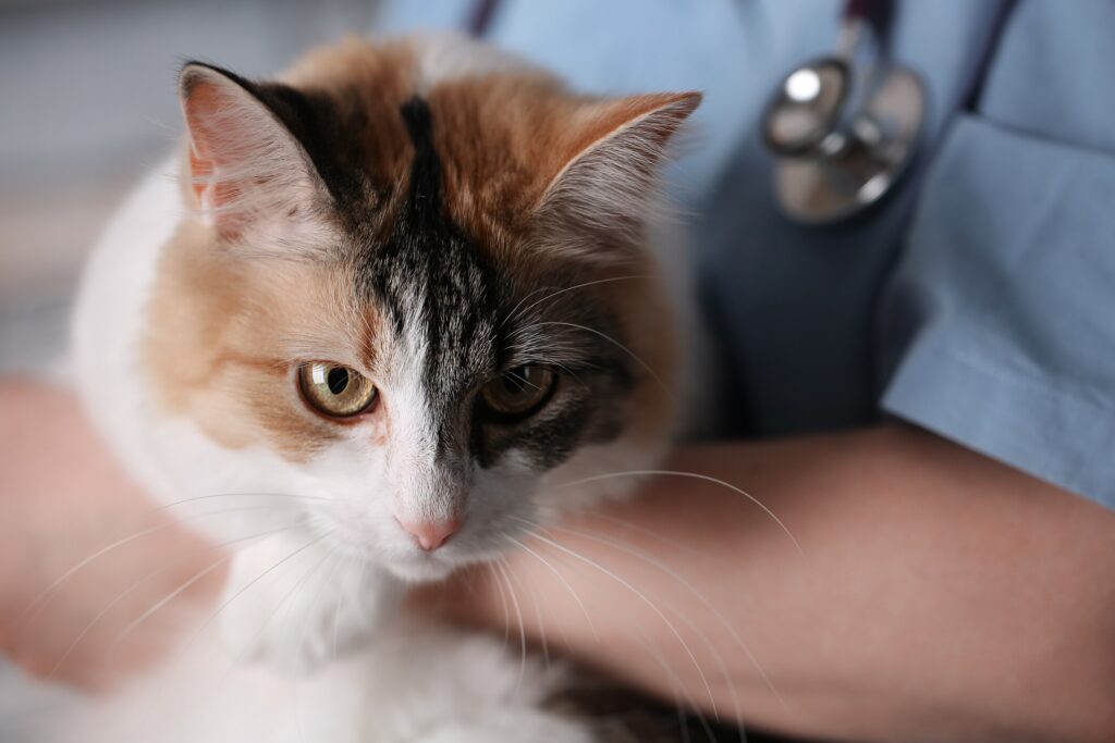 A cat is held by a vet.