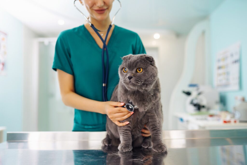 A cat visits the vet.