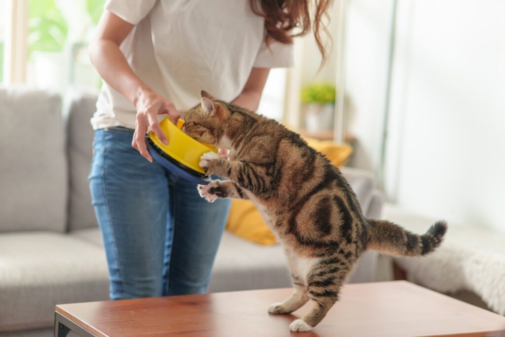 woman feeding a brown tabby cat from a yellow bowl